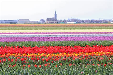 Bollenstreekroute Zuid-Holland