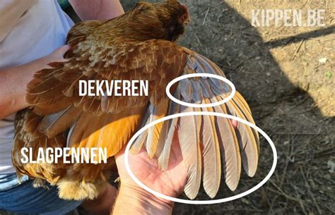 Checklist problemen met veren