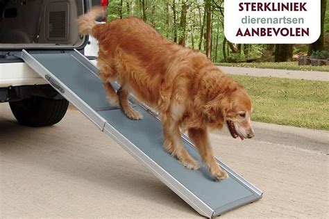 Hond op loopplank