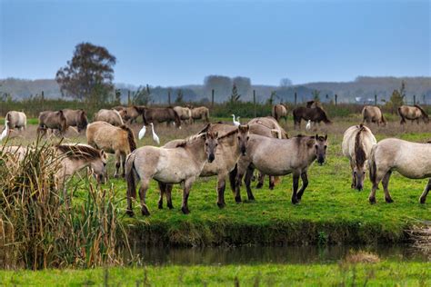 Oostvaardersplassen