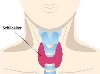 Schildklier locatie