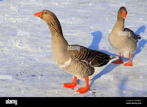 Verschillende halslengtes GOOS-E
